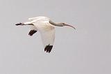 White Ibis In Flight_34318
